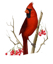 Marshall Cardinal